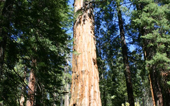 The massive size of the sequoia tree helps put us in perspective, as humans.