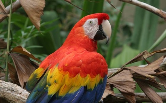 Scarlet macaws are one of Costa Rica's free attractions.