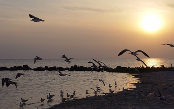 The Gulf of Mexico