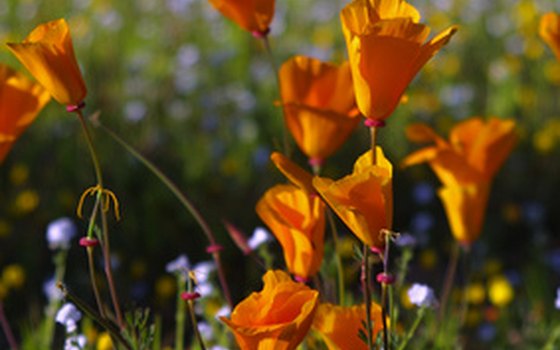 See mountains, lakes, deserts, forests and wildflower meadows while horseback riding in California.