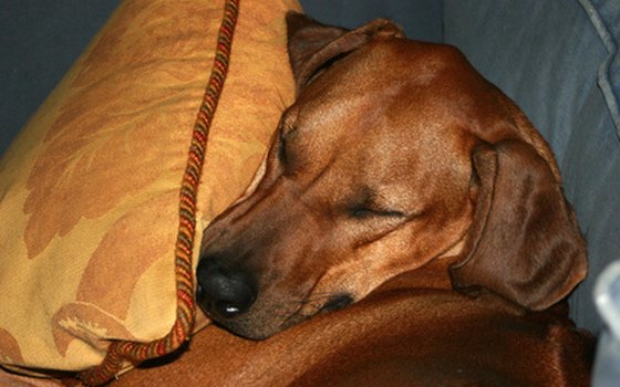 Pets of any size are welcome at Rolling Waves Beach Cottages.