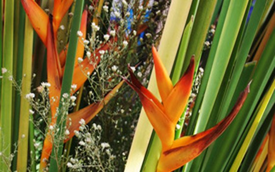 The beauty of Thailand is captured in its flowers.