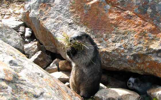 Marmots are among the many species of wildlife often spotted in the Canadian Rockies.