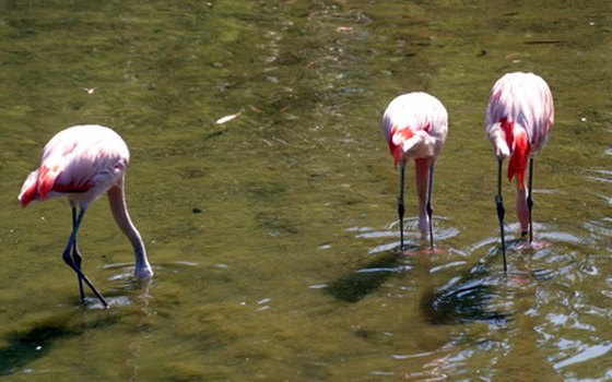 Summer is great for viewing birds in Port O'Connor, Texas.