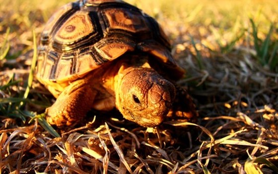 Seminole State Park is home to Georgia's state reptile, the gopher tortoise.