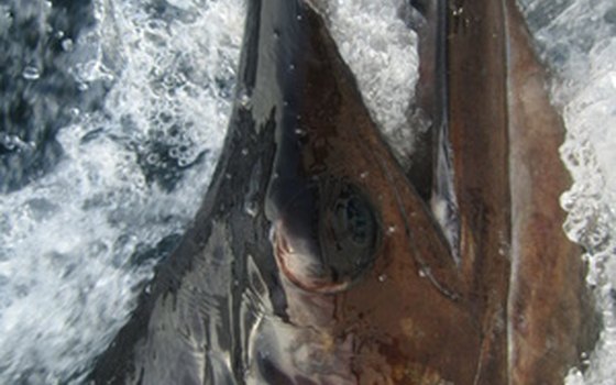 Sailfish and marlin are coveted offshore catches.