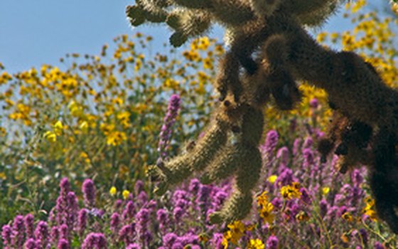The desert is in bloom during the winter and spring.
