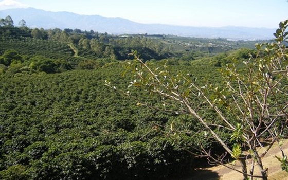 Tour the coffee plantations in Costa Rica.