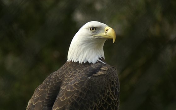 Bald eagles are some of the biggest birds inhabiting Grand Teton.