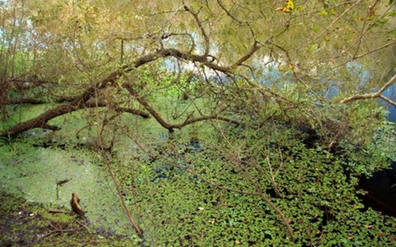 A marsh in the Intracoastal Waterway