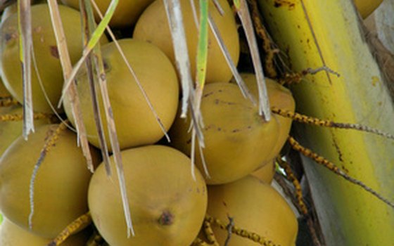 Coconut palms give Colima its nickname.