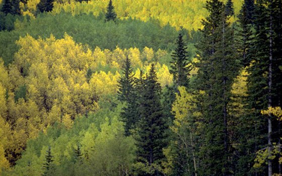 Santa Fe National Forest