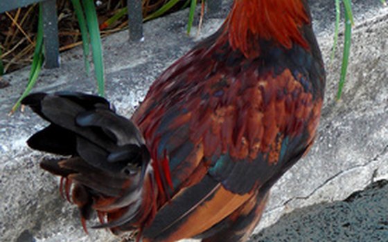 Key West is famous for the roosters in its Old Town district.