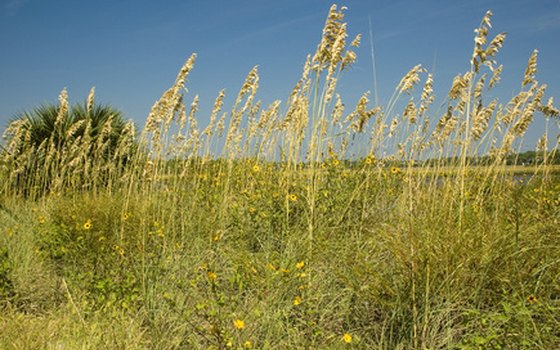 Amelia Island, Florida boasts a public beach, marshes and state parks.