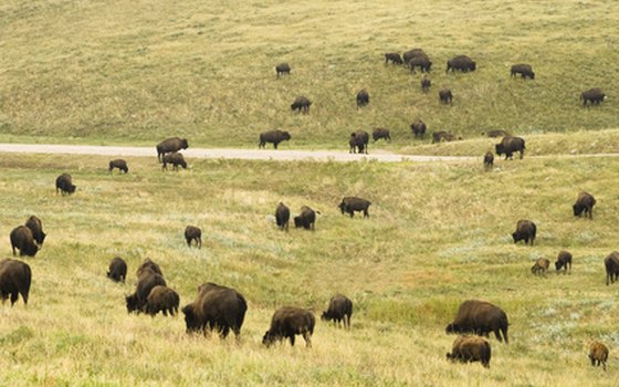 Wildlife, nature walks and bike trails are part of the natural beauty of Black Hills camping.