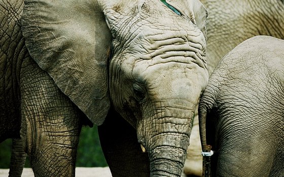 Check out the elephant exhibit at the Los Angeles Zoo.