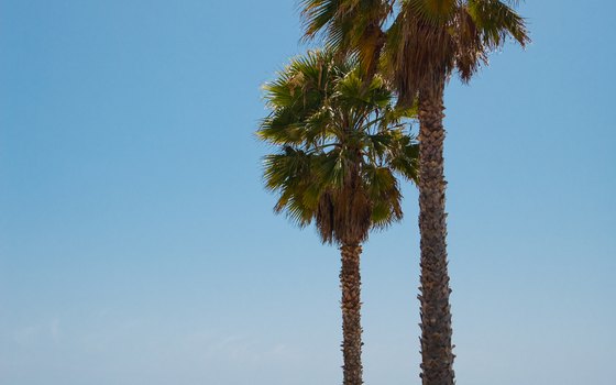 The Cadillac Hotel is right on the edge of Venice Beach.