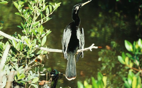 The Everglades is home to a variety of birds.