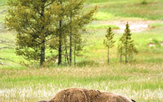American bison roam widely in Yellowstone and Grand Teton national parks.
