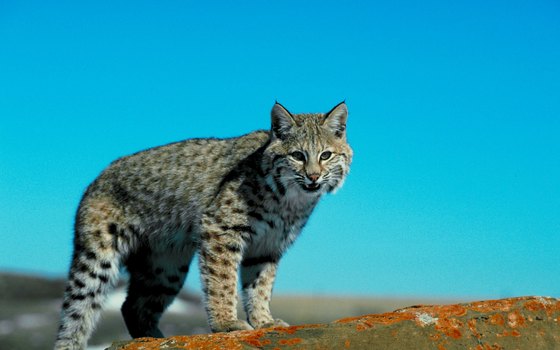 Nearly anywhere in California, a lucky flatwater kayaker can glimpse a bobcat.