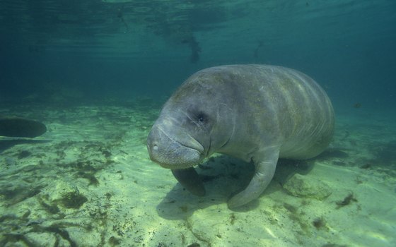 Many manatee make their homes in the Indian River Lagoon.