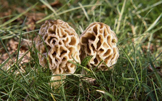 Search Brown County State Park for the largest morel mushroom.