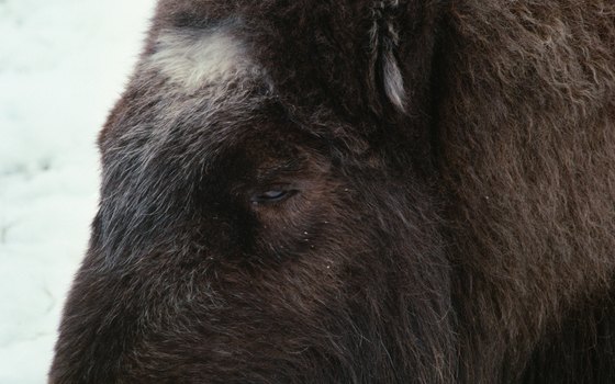 The muskox is common in Greenland.