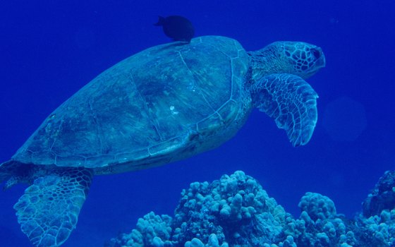 Sea turtles can be found swimming near Horseshoe Reef in the summertime.