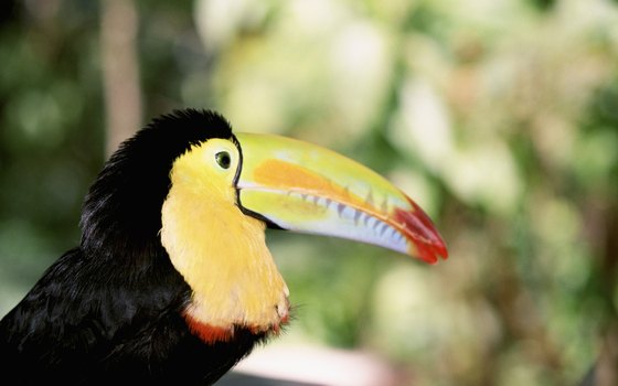 Toucans, monkeys and coatis are frequent sights around Borinquen.
