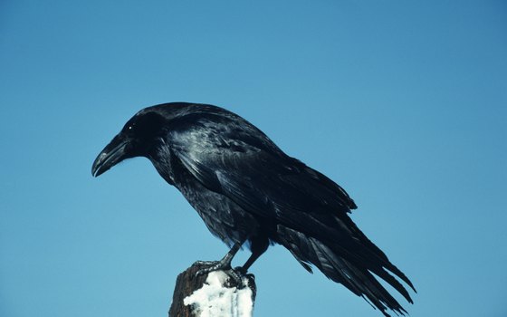 The glossy, big-beaked raven is unmistakable.
