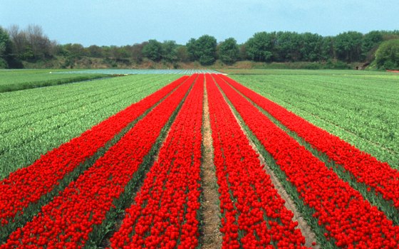 You don't have to visit an arboretum to see fresh flowers in the Netherlands.