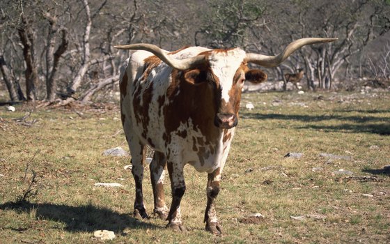 Circle J specializes in raising longhorns.