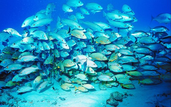 Snorkel tours of nearby island reefs offer views of spectacular underwater life