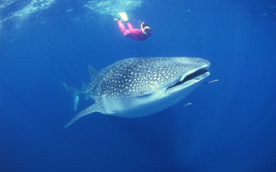 The whale shark poses no threat to humans.