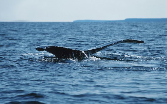 A resident population of whales can be seen from the Klamath River Overlook.