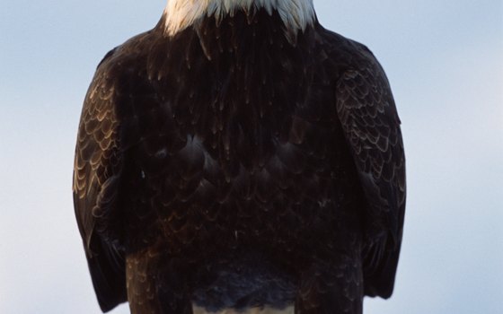 See bald eagles on the Valley of the Eagles Alaska nature tour.