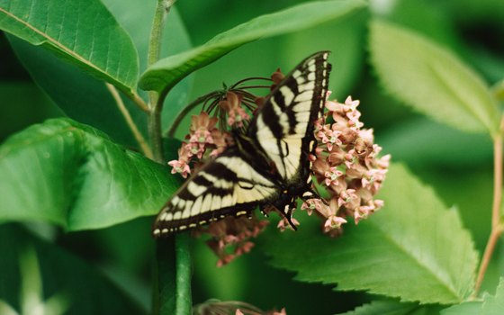 Callaway Gardens is home to one of the largest butterfly conservatories in the country.
