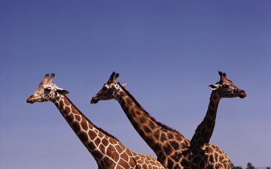 Giraffes frequently come up to safari vehicles for a visit.