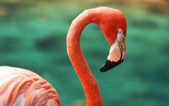 The Camargue is home to many birds, including flamingoes.