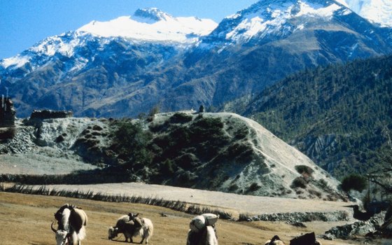 Trekkers pass through local farms in the Himalayas.