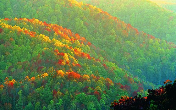 Fall foliage explodes with color in Great Smoky Mountains National Park.