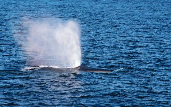 Ecotourists in Argentina often particpate in whale-watching ventures.