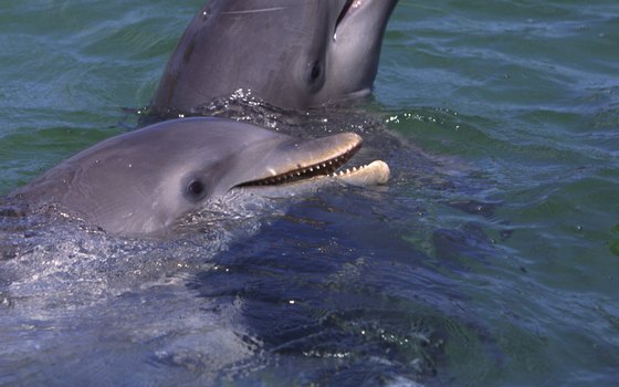 Swimming with dolphins is a popular activity in Nassau.