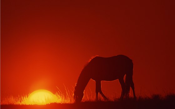 You'll love seeing the region's famous wild mustangs.