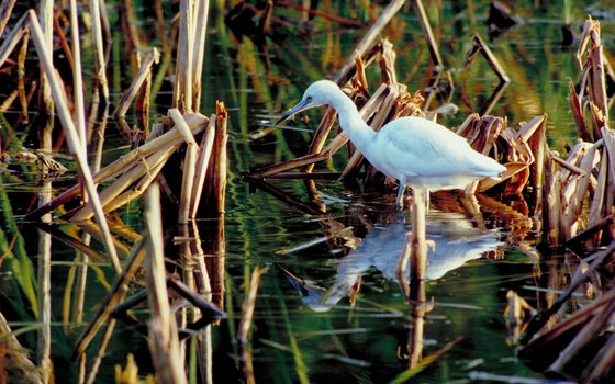 Egrets are one of many bird species found in the Everglades.