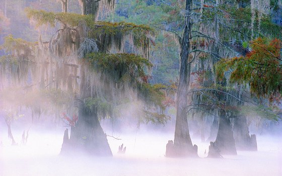Cypress trees rise up through the mist of Caddo Lake.