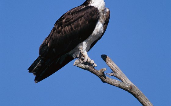 Osprey and wading birds live on the St. Johns River.