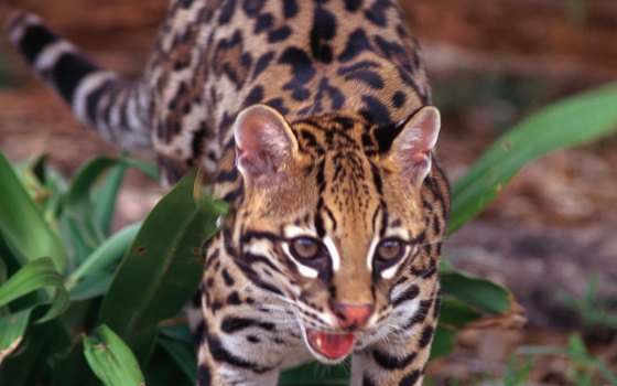 The Laguna Atascosa National Wildlife Refuge is home to the ocelot.