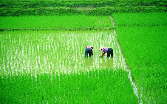 Enjoy the various shades of green of the rice paddies as the crops near harvest time.