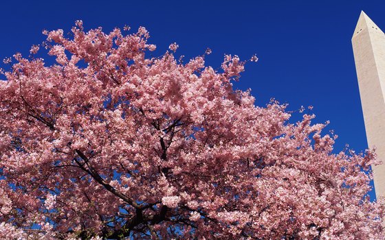 Cherry blossoms come out in Washington, D.C., in April.